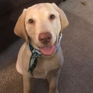 Meet your Posher, Corbin